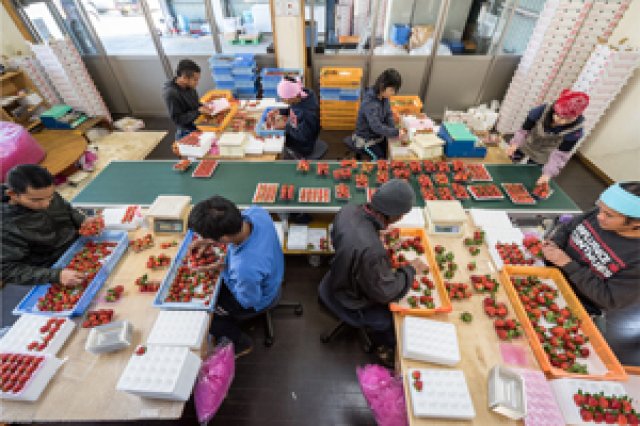 村田農園選別場