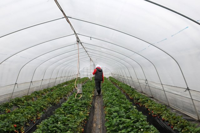 八木岡さんのイチゴほ場