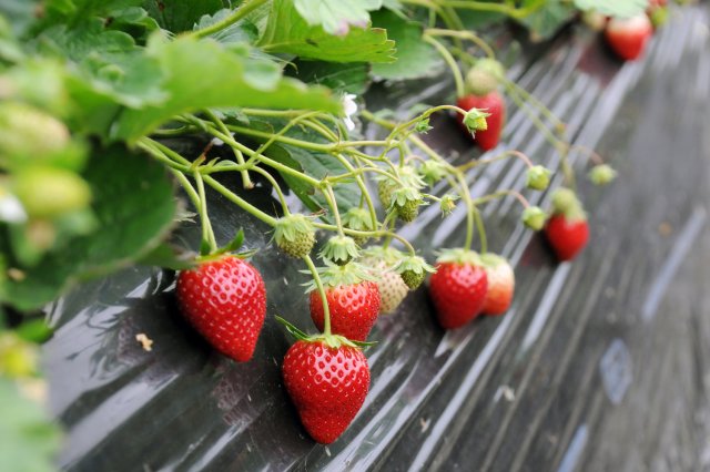 八木岡さんのイチゴ