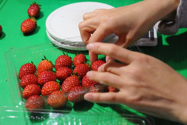 八木岡美雪さんのイチゴパック詰め作業