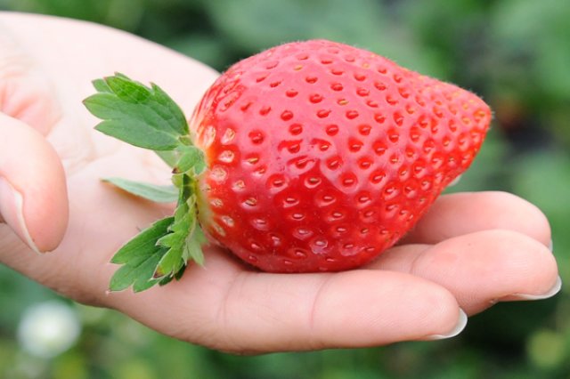 八木岡さんのイチゴ