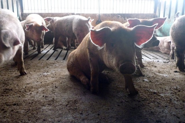 サンゴクファーム　豚