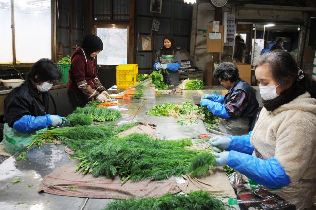 シモタファーム作業風景