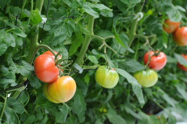 KEKスーパーフルーツトマト