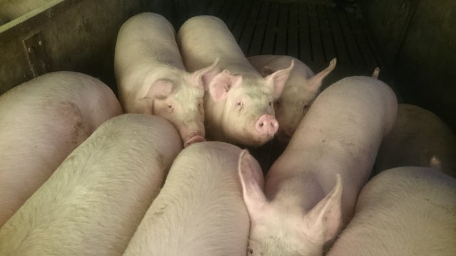 サンゴクファーム　子豚