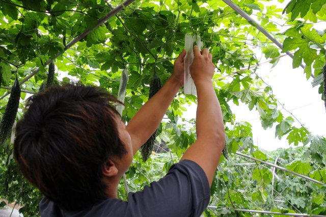 茨城・古河の惚ろにがうり
