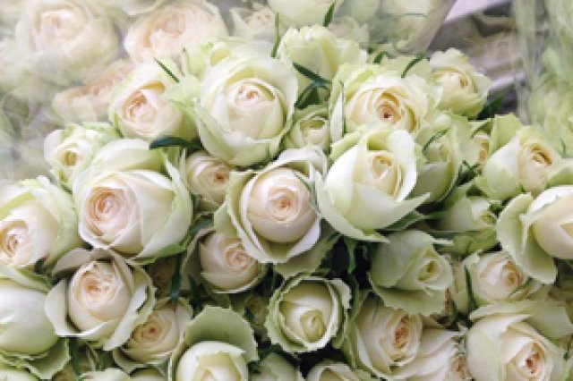 神生バラ園のバラ