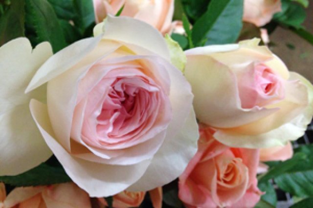 神生バラ園のバラ