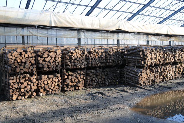 高橋農園　ほだ木の保管