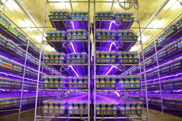 ブナシメジ生育室