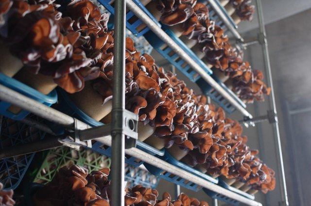 きくらげ生育室