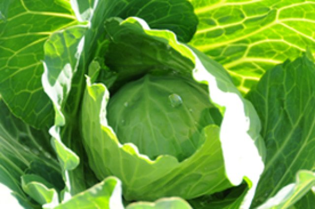 小林 大輔さん　キャベツ