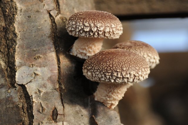 高橋農園　しいたけ発生