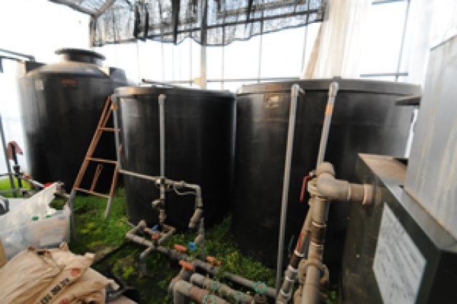 水耕栽培によるトマト作り2