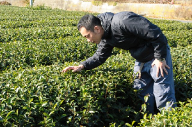 在来種を商品化1