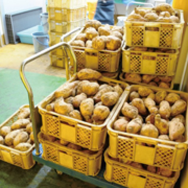 おいしい原料芋作り