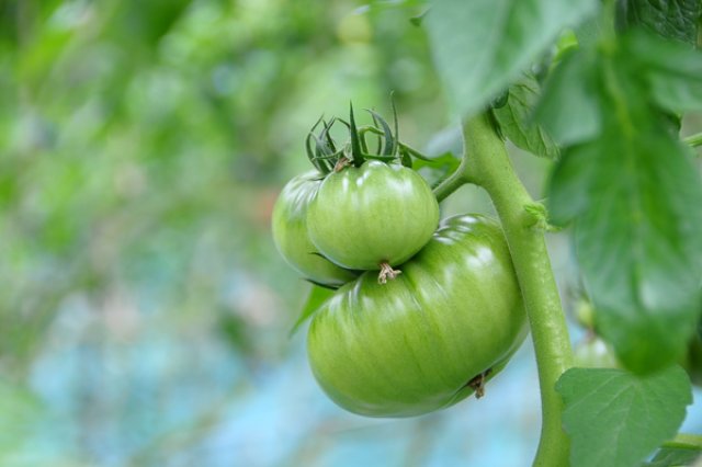 金太郎飴のようなトマト！？