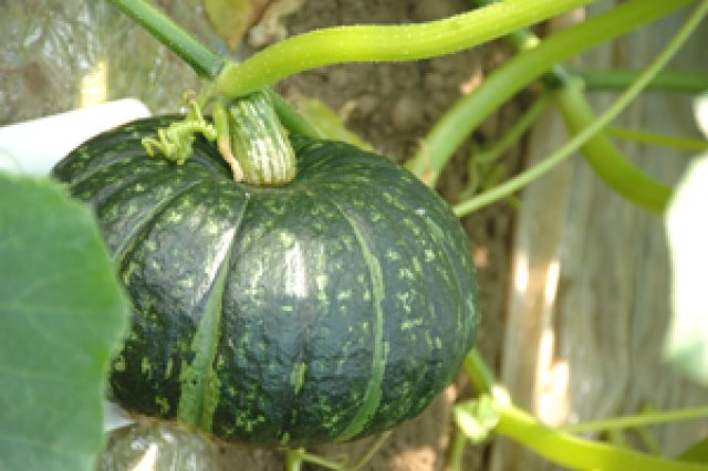 かぼちゃが頑張る力の源1