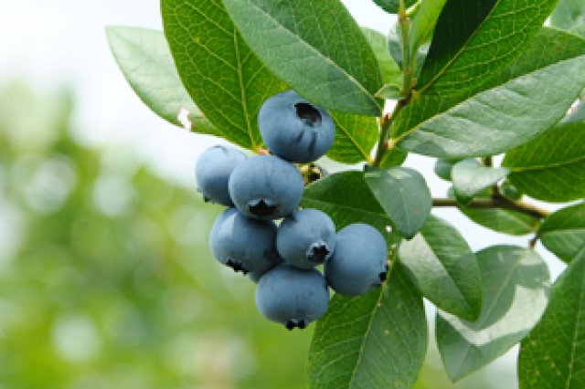 ブルーベリーと共に40年2