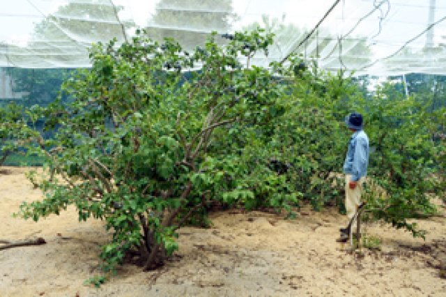 ブルーベリーと共に40年1