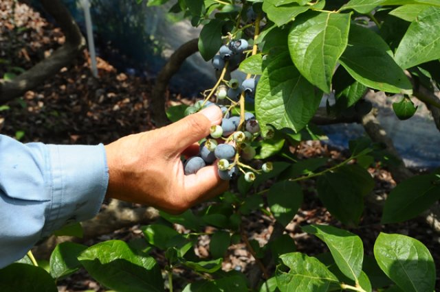 50種類以上を栽培2