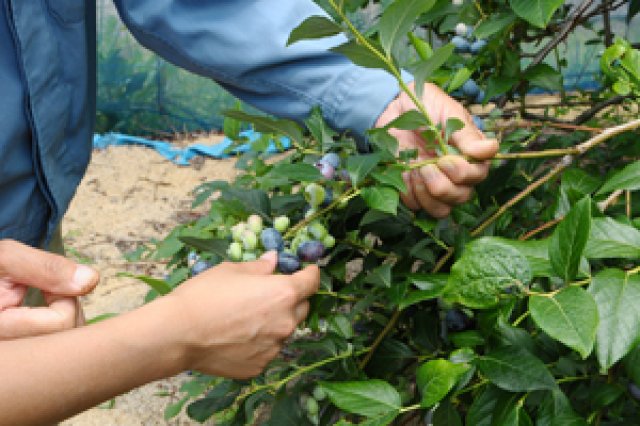 ブルーベリー摘み取りのポイント