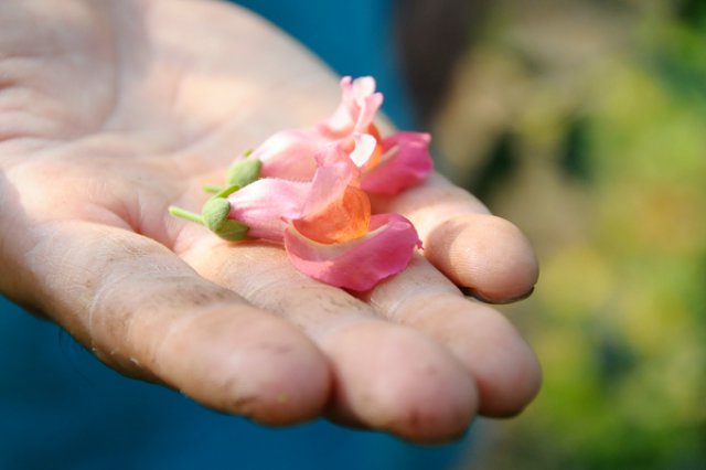 会社員から新規就農！2