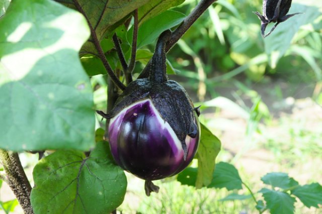 在来種へのこだわり3