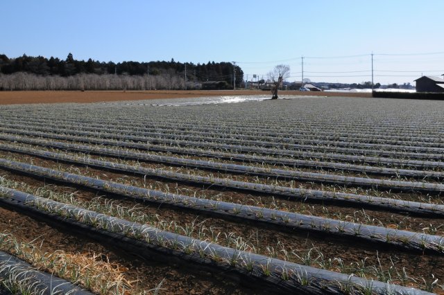 なめがたのエシャレットは生産量トップクラス！