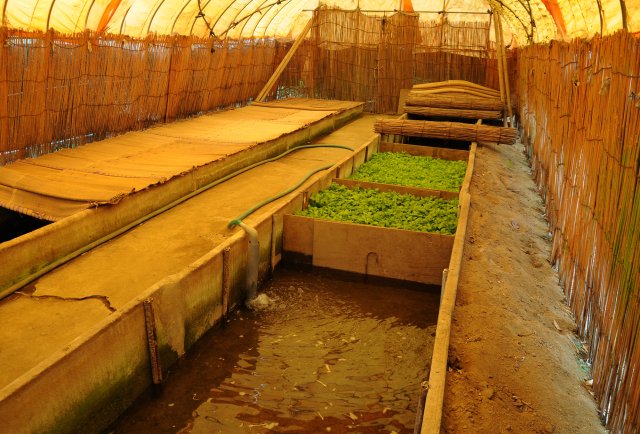 切りみつばのムロ