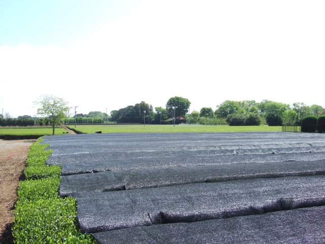 澤田茶園かぶせ茶