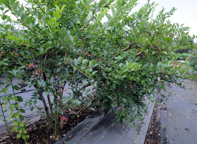 小美玉市ブルーベリー生産組合のブルーベリー畑