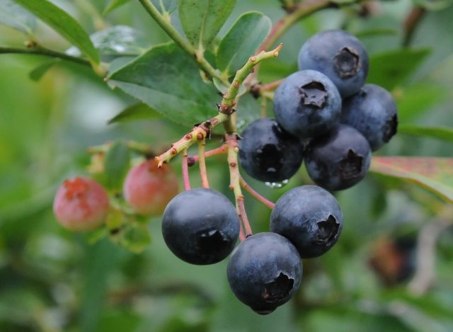 小美玉市ブルーベリー生産組合のブルーベリー