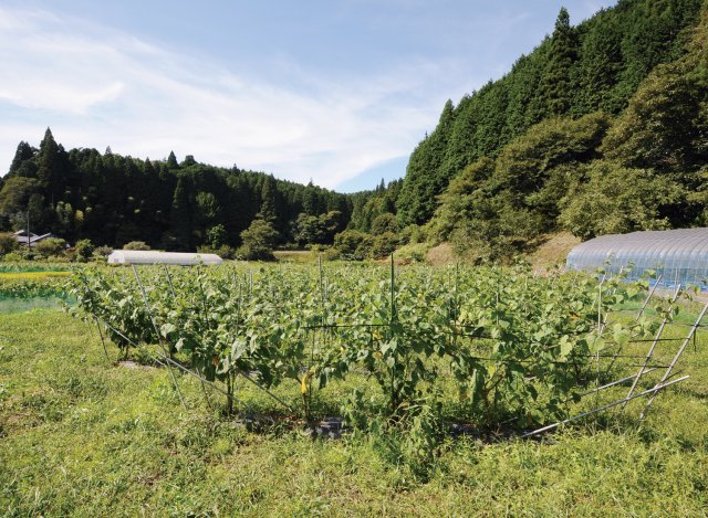 花貫フルーツほおずきの畑