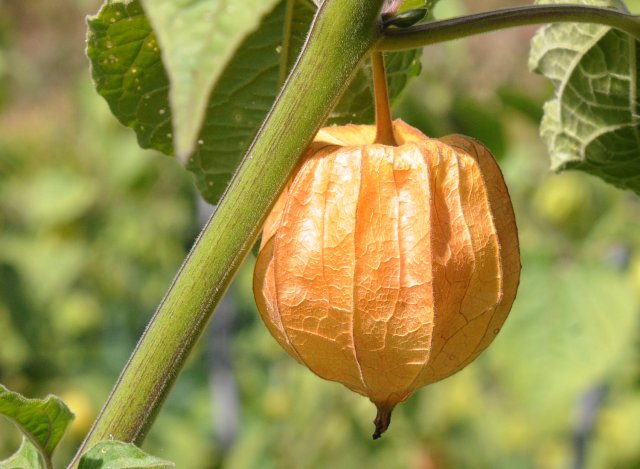 花貫フルーツほおずき
