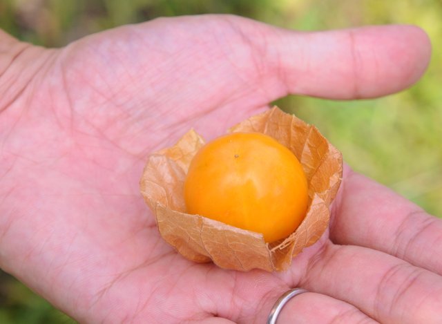 花貫フルーツほおずき