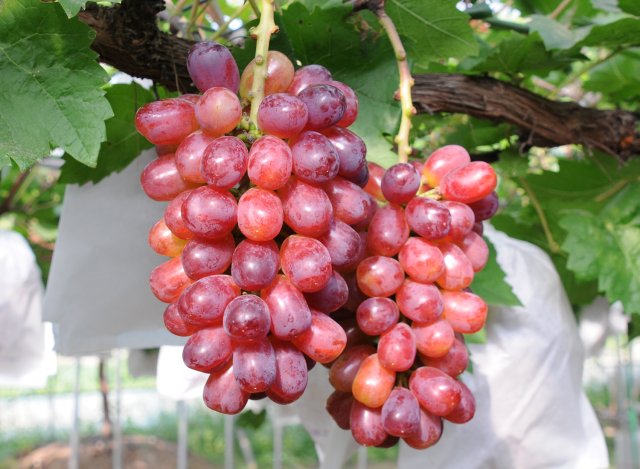 深谷果樹園のぶどう