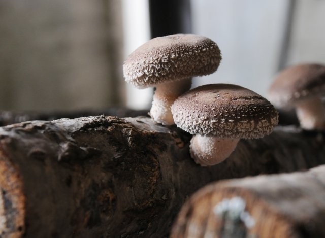 なかのきのこ園　原木しいたけ