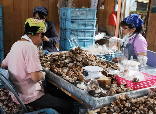 なかのきのこ園　選別作業
