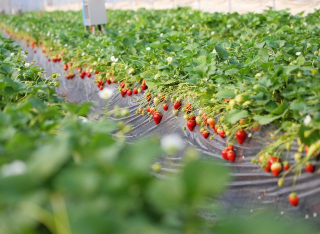 柳田農園のいちご