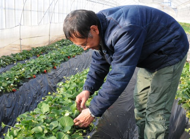 柳田農園　柳田浩一さん