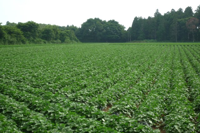 さつまいも畑