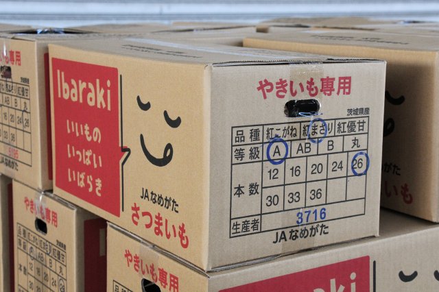 やきいも用さつまいもの出荷