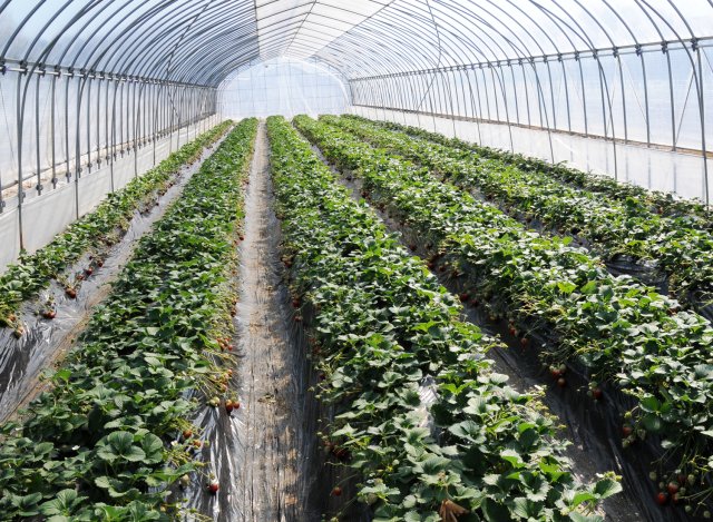 谷中いちご園　いちご畑