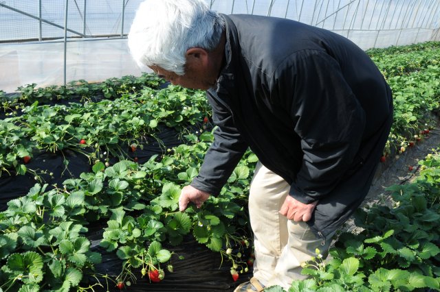 谷中いちご園　谷中さん