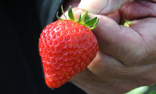 谷中いちご園　いちご