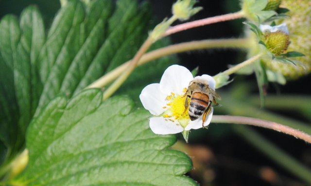 谷中いちご園　ミツバチ