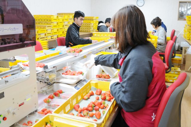 うさみ園選別作業場
