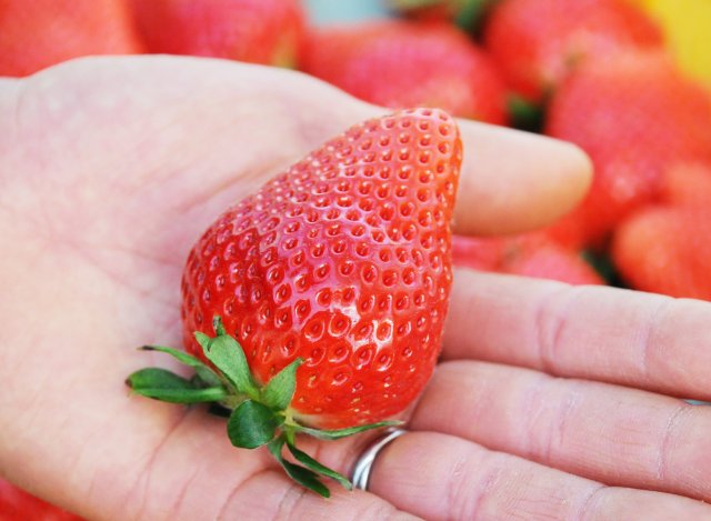 うさみ園のやよいひめ