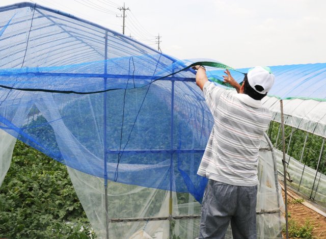 大塚さん　遮光ネットをかける作業